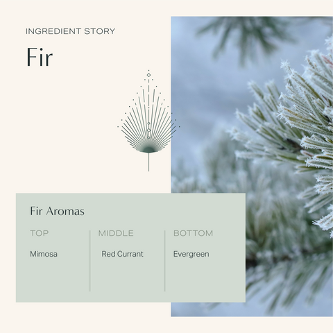 Limited Edition Holiday Warm + Comforting Bundle